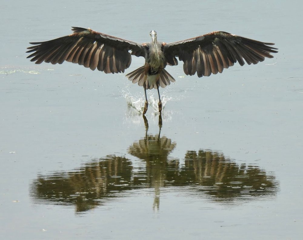 Great Blue Heron landing on pond, facing camera, feet making initial contact with water with a light splash, broad wings outstretched showing each distinct feather, tail feathers fanned out also