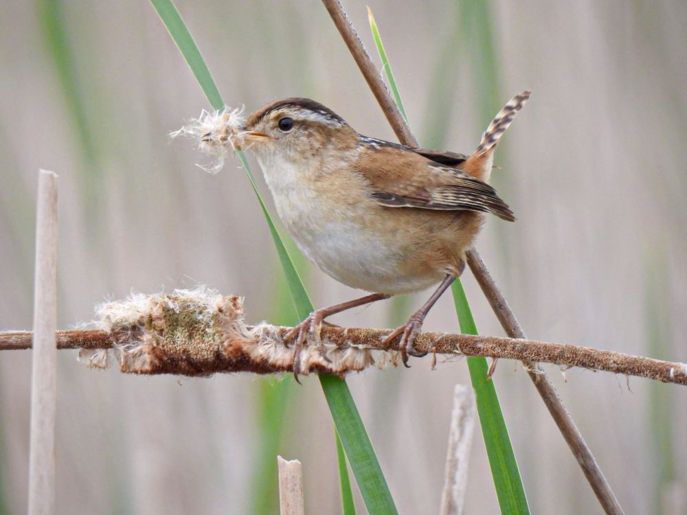Perky Marsh Wren with tail up and mouth full of cattail fluff perched on horizontal cattail with a few green reeds in the background