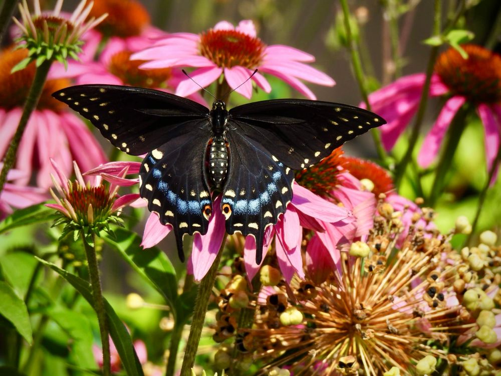 Back view of a Black swallowtail butterfly, wings spread fully on a purple coneflower in a garden scene
