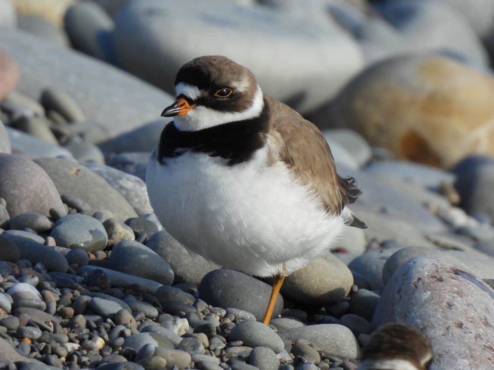 Semipalmated plover with round head and body resting with one leg up on a rounded pebble shore. Black eye patch and one sweet eye showing. Stubby black bill with orange at the base, white breast and head ring. Thick black neck ring. 