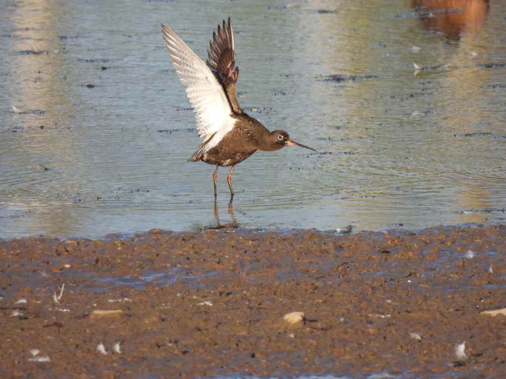 Spotted Redshank shorebird at edge of water with wings fully upright showing white underwing colouring in contrast to its rusty brown body