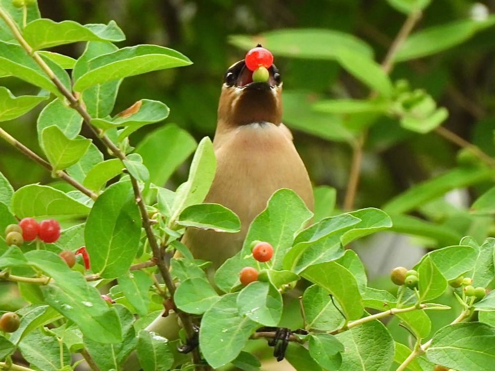 Cedar Waxwing in leafy green berry bush, facing forward, both black eyes showing, mouth propped open by two round berries, a small green on the bottom and a larger red on top