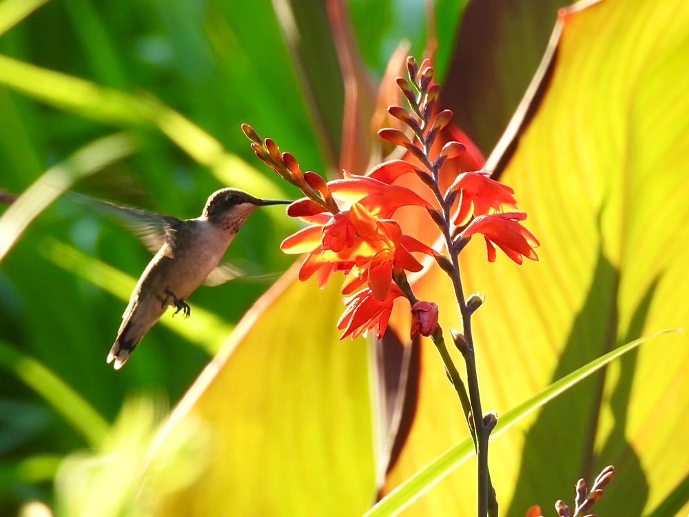 Juvenile Ruby-throated Hummingbird on left, hovering in flight with beak in orange crocosmia plant on right, large yellow palm leaf in right background, spiky green leaf foliage in upper left background