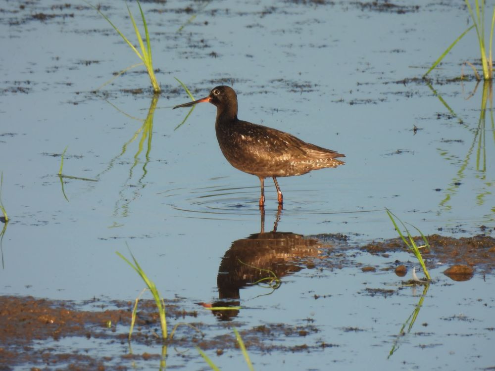 Spotted Redshank shorebird in water in the early evening with beautiful rusty brown plumage, lightly spotted back, reddish legs and long bill. Sprigs of green vegetation sprout out of the water around it.