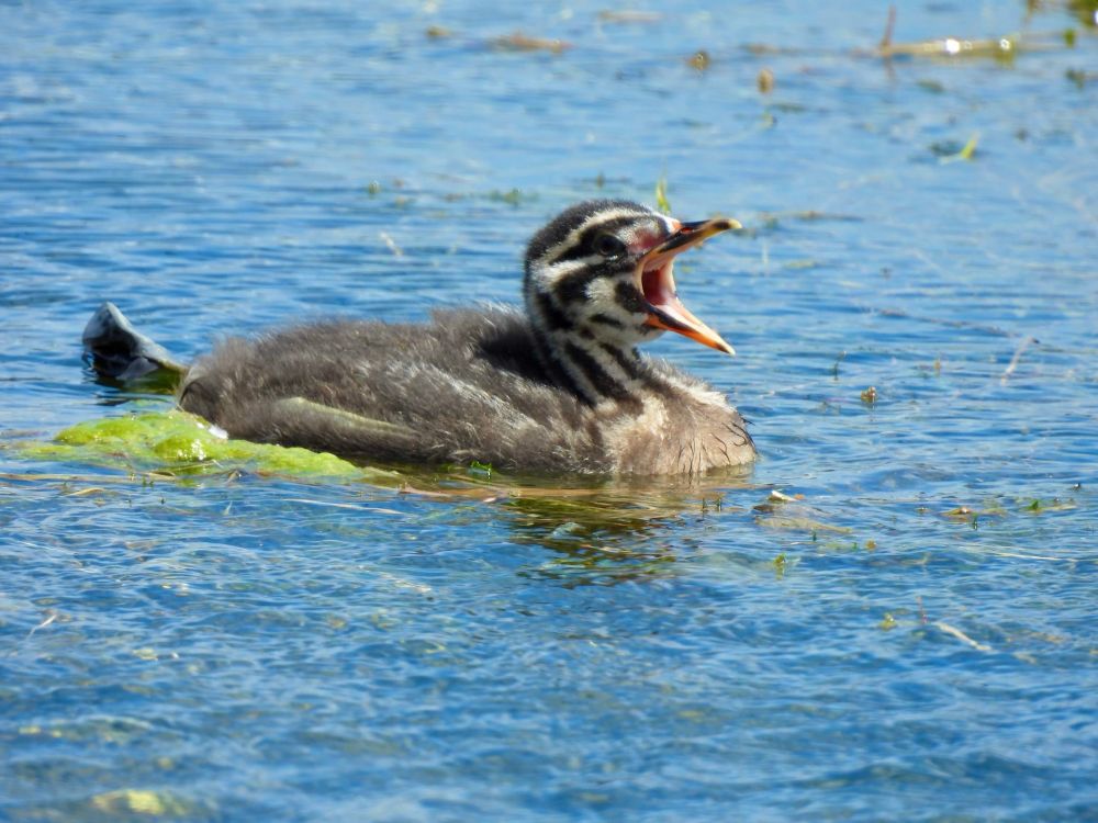 Young Red-necked Grebe on blue rippled water with characteristic zebra-striped head giving a big yawn. One leg and webbed foot stretched out backward.