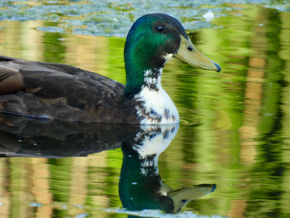 Close up of a male Bibbed Mallard with typical Mallard plumage, green iridescent head and a brown body, with a white chest patch typically seen in wild Mallard/feral domestic duck hybrids