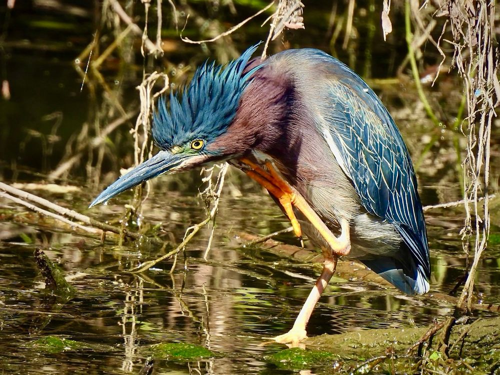 Adult Green Heron on water in swampy setting. Greenish dagger-like beak, bright yellow eye, green back, spiky green crown raised, left foot up scratching its chestnut coloured chin