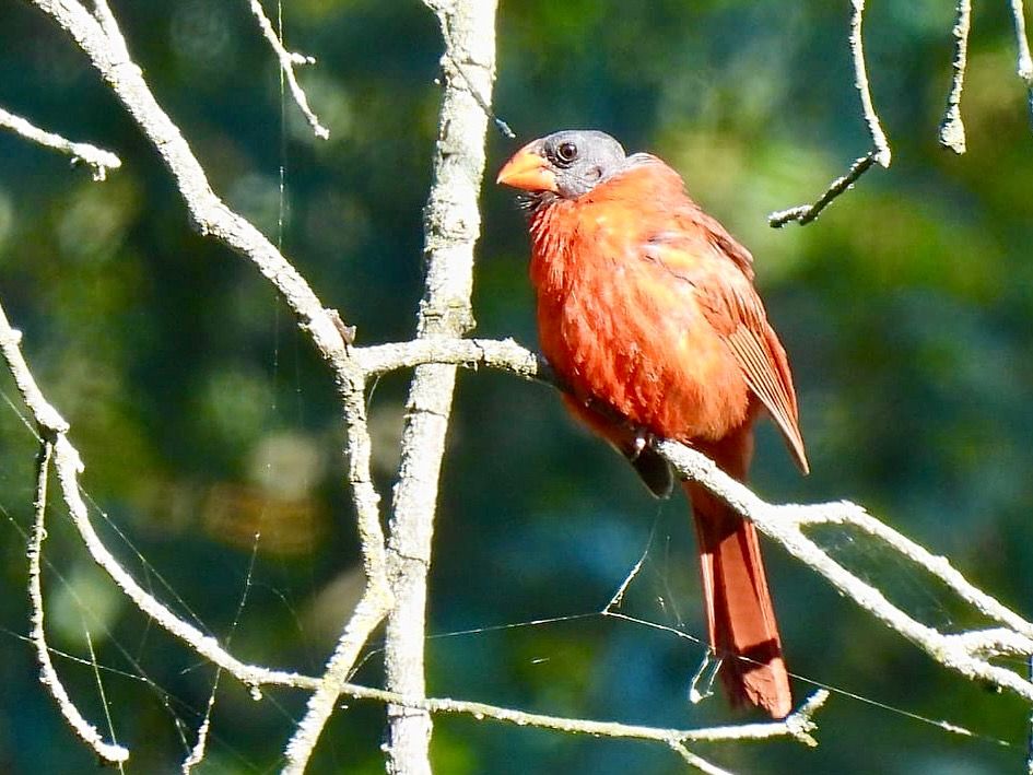 Red male Northern Cardinal. Bare head due to Fall feather molt. Ear opening showing. 