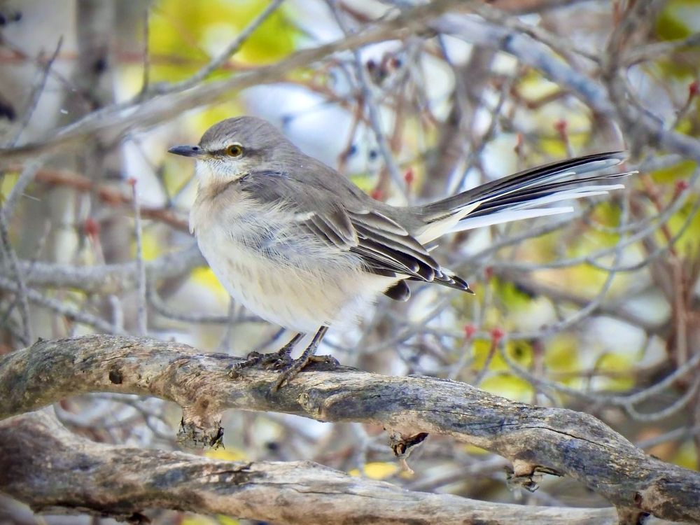 Profile of perky Northern Mockingbird blending in with its surroundings, perched on similar coloured branch in tangles with tail up, tail feathers separated