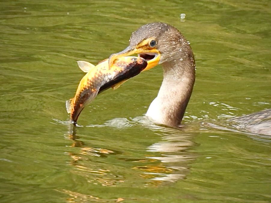Close up of young Double-crested Cormorant with pale neck sticking out of water holding large goldfish-like fish in its beak

