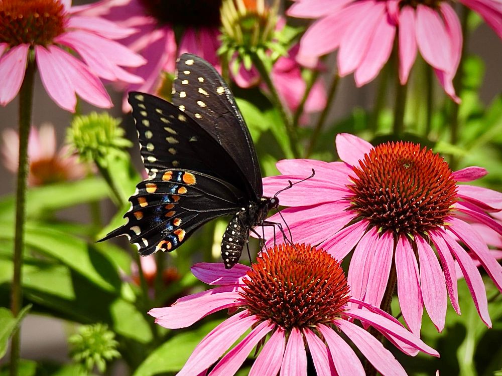 Side view of a Black swallowtail butterfly, spindly legs perched on top center of a purple coneflower with pink petals, two antennae visible, orange and blue spots on lower wing tips and creamy yellow spots on upper wing tips showing, butterfly in a garden scene