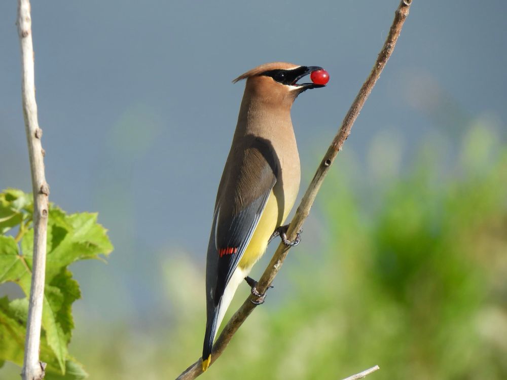 Sleek and smooth Cedar Waxwing in profile with black eye mask, tan body, brown-ish grey wing with a waxy red tip, yellow belly and yellow band on tail tip. Bird perched in open on thin twig-like branch, mouth open wide with bright red and round berry held between upper and lower mandibles. 