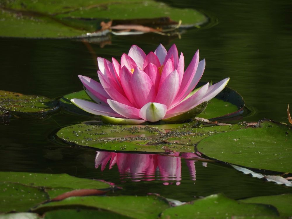 Pink water lily on a green lily pad, partial pink reflection showing in dark rippled water, framed by other imperfect green lily pads