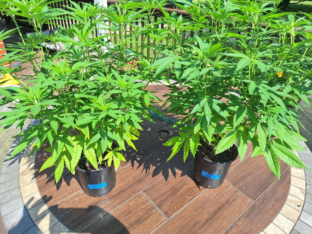 Chernobyl on the left and Black Lemon Reserve on the right. Both in one gallon pots and started out only being fed a 7 year old ferment made entirely from organic cannabis plant material. Both plants have yellowing bottom leaves showing nitrogen deficiency and the Chernobyl on the left is also showing a cal-mag deficiency, which the strain is known for. The nitrogen deficiency is being treated by supplementing their water with urea, and the cal-mag deficiency was almost completely reversed by watering once with a glug of molasses added to a gallon of water. 