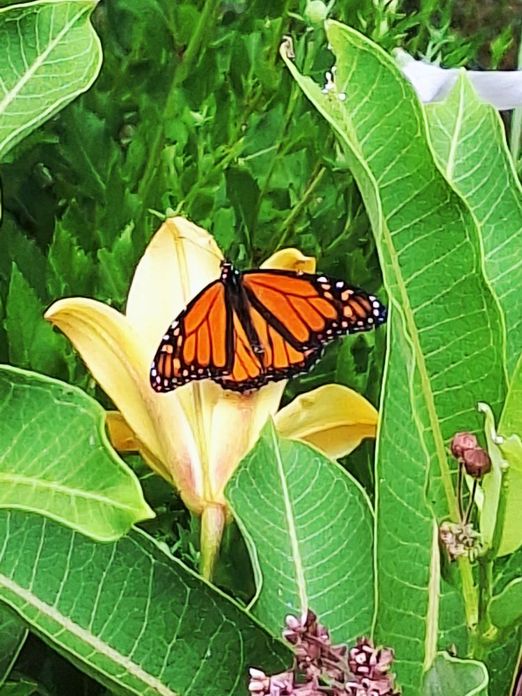 Monarch butterfly posing on a lily among milkweed leaves and flowers