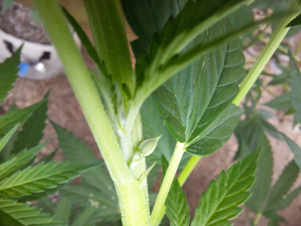 Male Virginia Creeper from a collab between High & Lonesome and Santa Cruz Goat Farm. First cull of the season. 