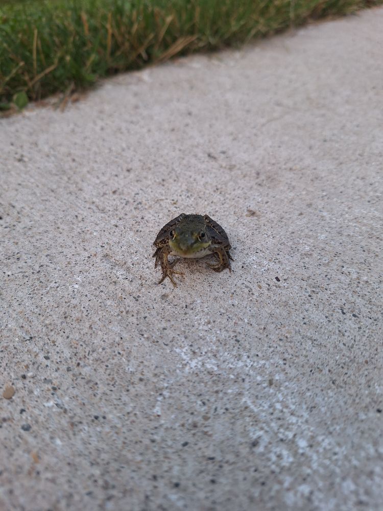 Little disapproving frog