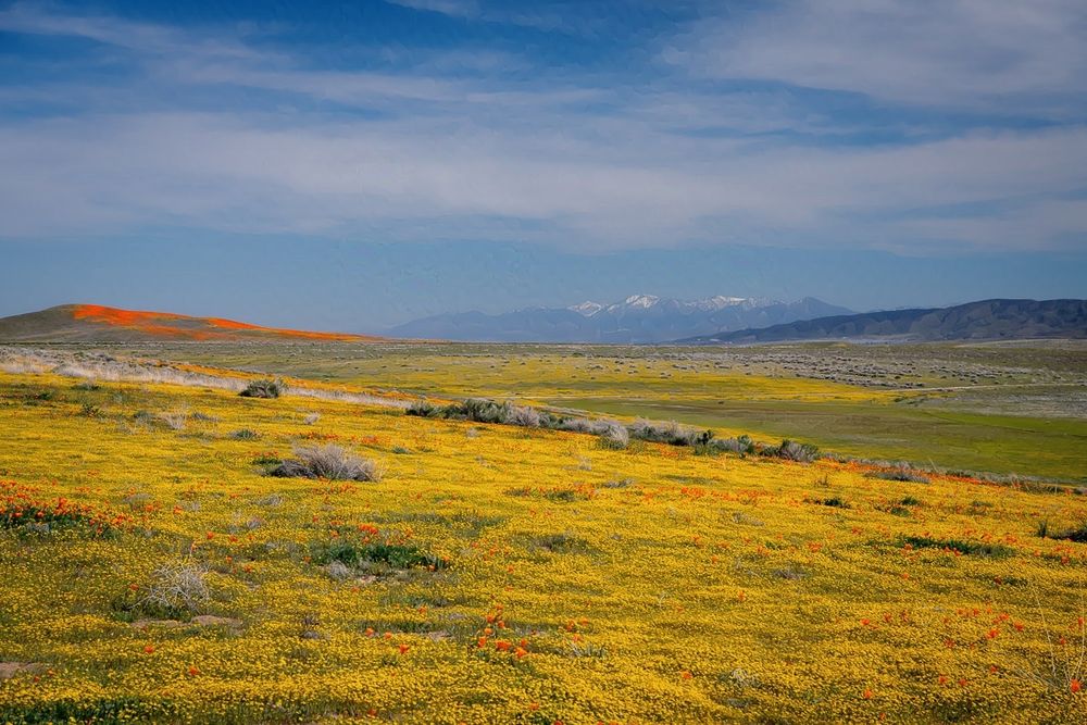 A field of yellow flowers stretches into the distance.

In the foreground, it’s nothing but yellow flowers, with a few orange poppies tossed in here and there. Well, there’s a few low scrub bushes, too, which detract, but there was no way to get those out of the frame. So let’s just ignore those. Anyway. Yellow flowers stretching from the bottom of the frame to about halfway up. 
 Then, on the left, is a low hill covered in orange poppies. Just orange poppies and the right side hill looks solid orange. The left side is green—probably more of that pesky scrub again.

In the background are some mountains, and the largest one is snow-covered. It’s a nice contrast to the flowers, really. The other mountains are unremarkable.

Finally, the sky is pleasant and blue with some white clouds. Not the fluffy kind, but rather the streak kind. But they still look really nice.