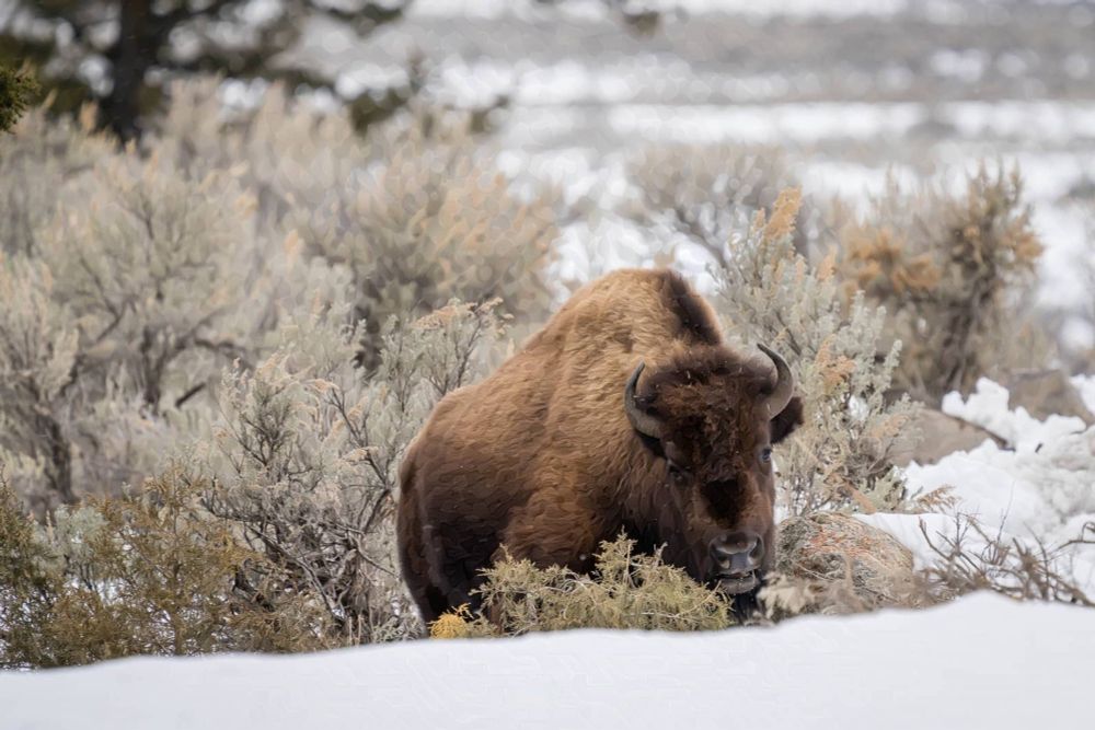 Winter Bison: Delve into astonishing Yellowstone in the winter