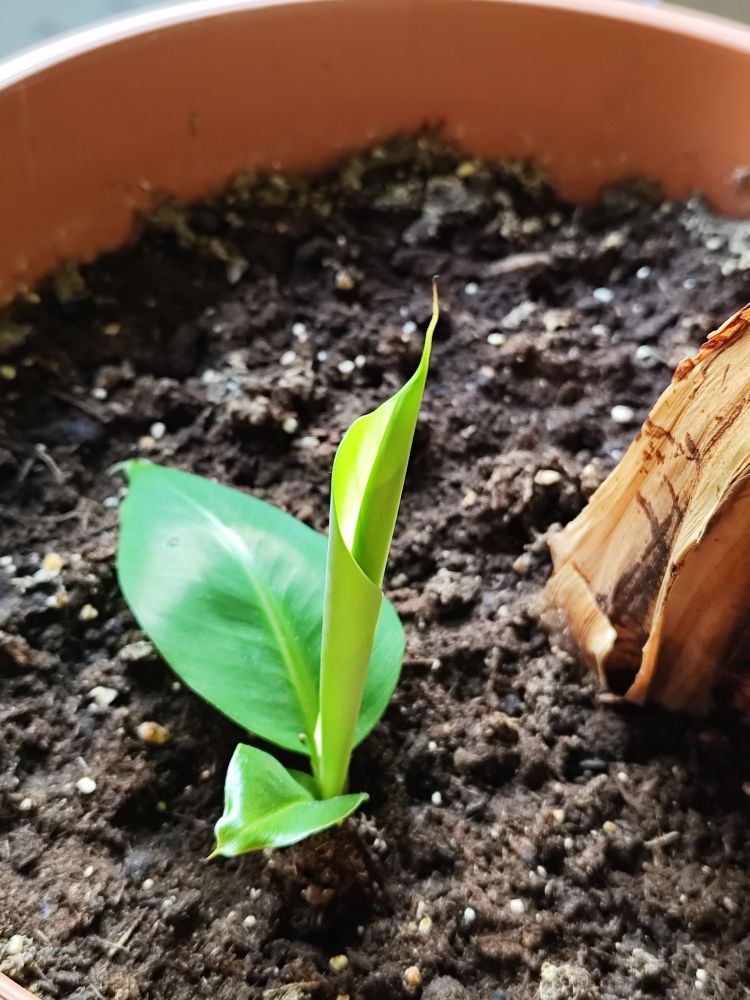 Foto de uma bananeira pequena num vaso. Dá pra ver um pedaço da bananeira-mãe. 