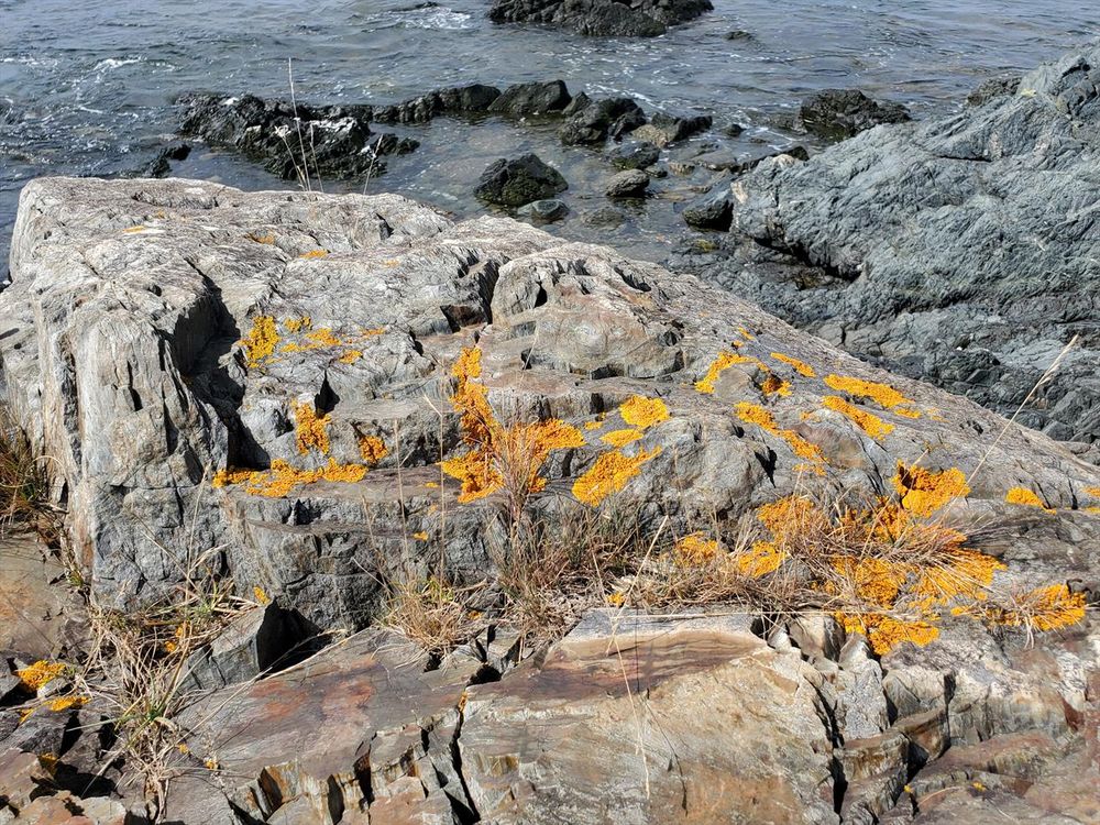 Rocks by the ocean, with many patches of bright orange lichen; water in background