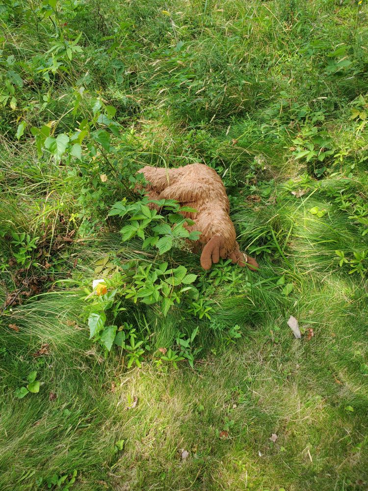 A brown stuffed moose lying on its side in long grass and other plants.  It's fur is matted from the rain.
