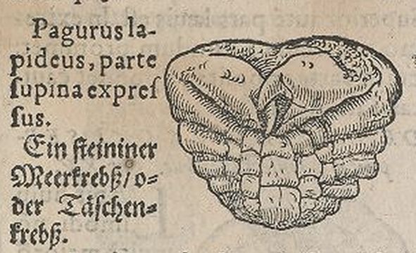 Plate of a fossil crab, with Latin and German caption "Pagurus lapideus", or "crab of stone". The crab is seen from underside and has well preserved claws and leg bases.