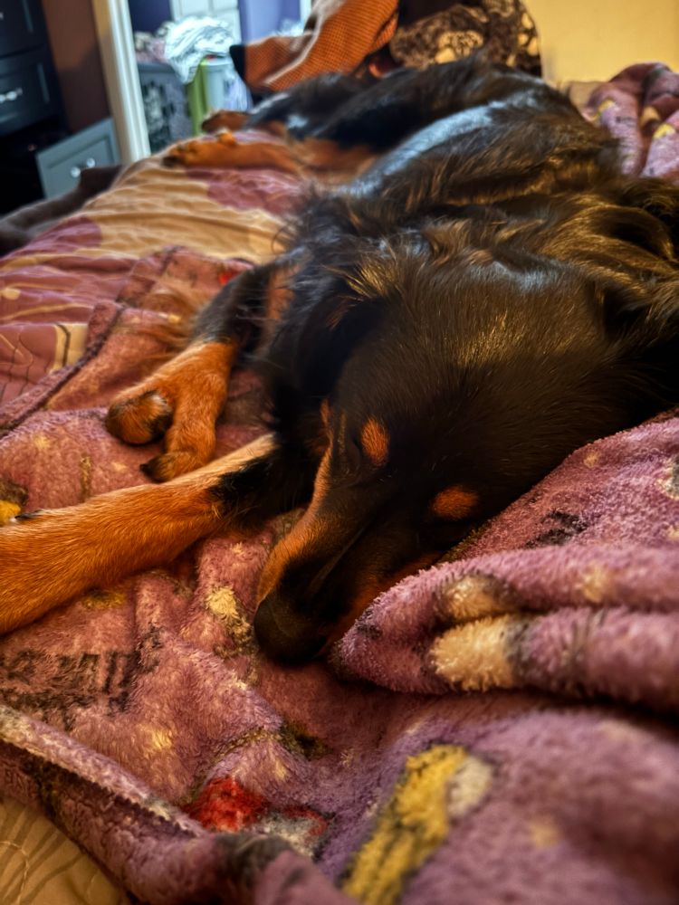 english shepherd dog cuddled up against arias legs in bed 