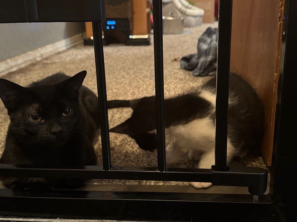 Black mama cat loafing with her tuxedo kitten 