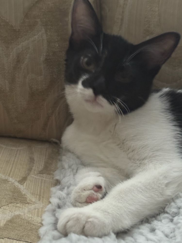 Black and white cat on a cream couch is judging you 