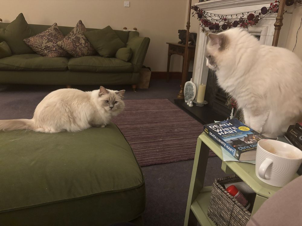 Two ragdoll cats trying to look nonchalant. 