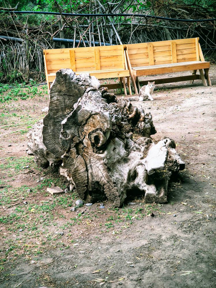 Na foto um tronco seco ao centro sobre um terreno de terra e grama seca. Ao fundo temos dois  bancos de madeira. Na ponta direita de um está um gato de pêlos cinza e branco com olhar atenro