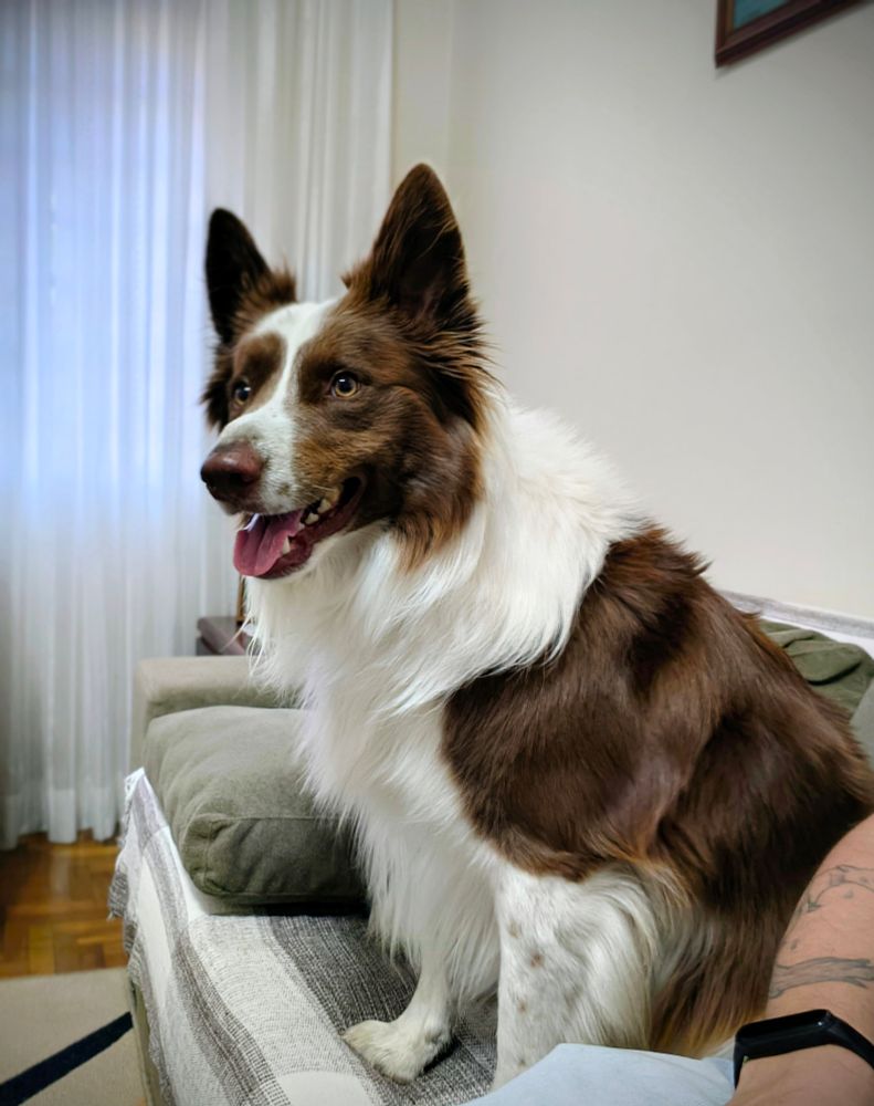 Foto de um cachorro da raça border colie de pêlos marrons e brancos. Está alegre e sentado no sofá de uma sala olhando pra frente 