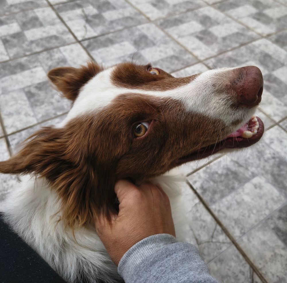 Foto de um cachorro da raça border colie de pêlos marrons e brancos. Foco no rosto olhando pra trás enquanto uma mão toca seus pêlos na região do pescoço. Ao fundo um quintal com azulejos cinzas 