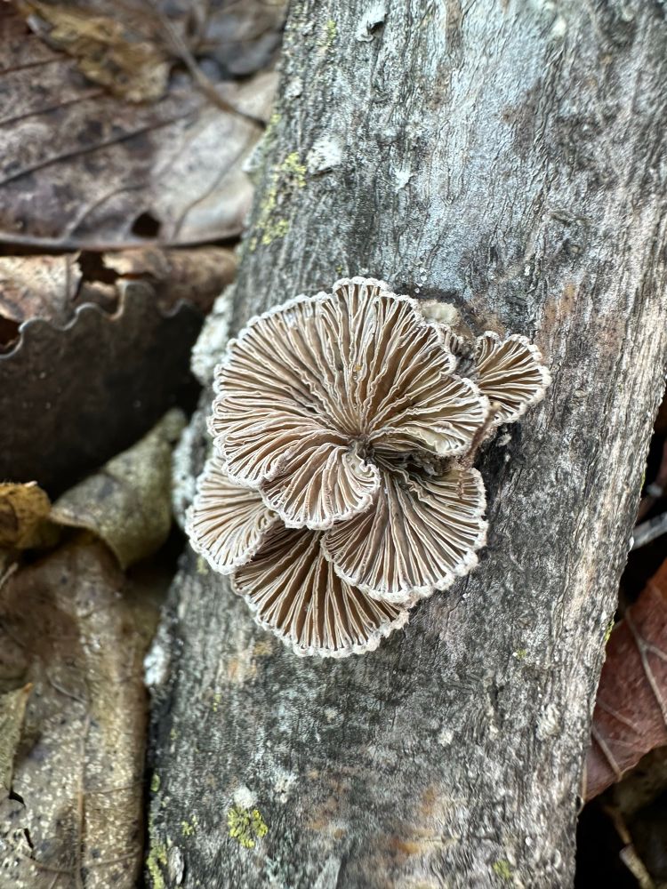 Splitgill mushrooms on a log. They look like fans!