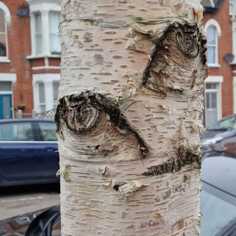 Close up photograph of the trunk of a birch tree. Markings from cut off branches look like two eyes with deep eye brows, the right one higher up than the left one. Appears a bit cubistic. Another mark lower down looks like a closed mouth. Brick houses and cars in the background.