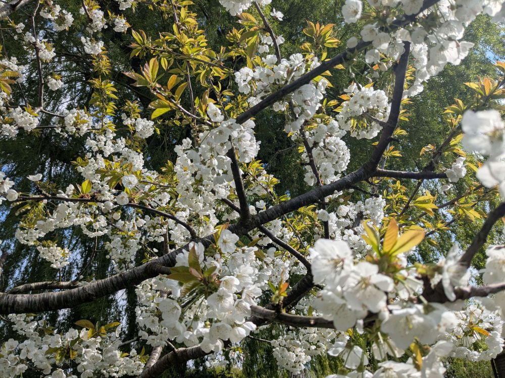 Branches surrounded by lots of small white flowers. The camera is facing up and is very close to the white flowers. Behind the branches the sky is hidden behind a massive willow tree's branches.