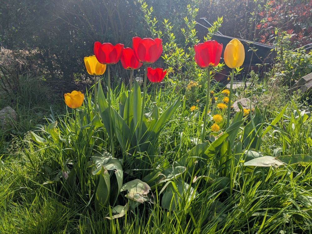 Red and yellow tulips are proudly sticking out of the grass. They're extremely bright and the sun is shining directly on them.