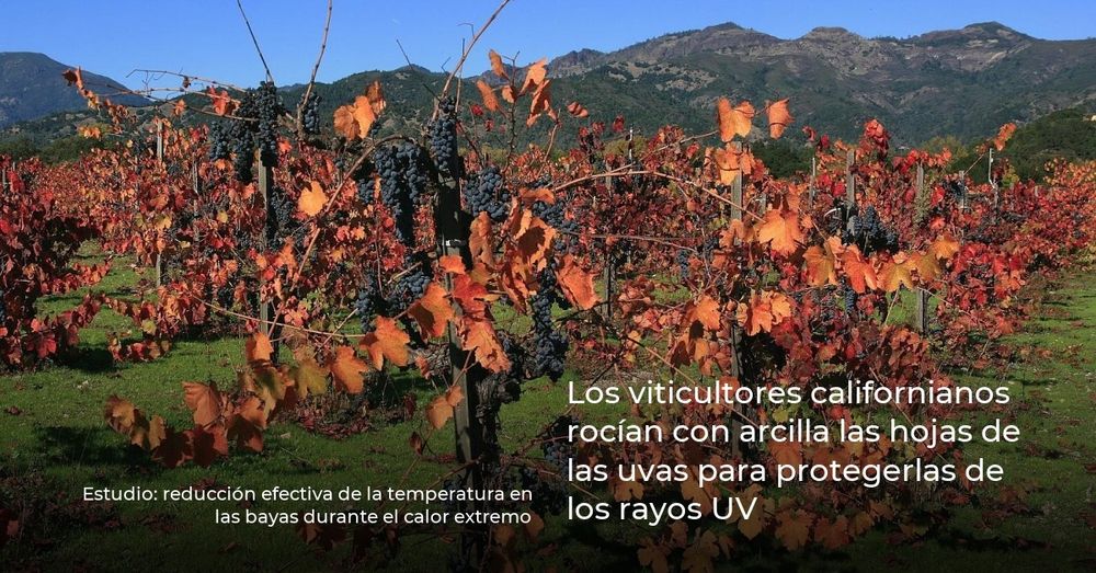 Los viticultores californianos rocían con arcilla las hojas de las uvas para protegerlas de los rayos UV