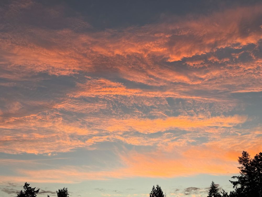 A sky at sunset crossed in wispy orangish clouds with dark treetops in the foreground.