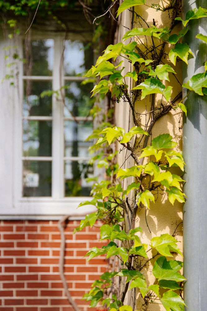 Eine grüne Ranke an der Ecke einer Hauswand, im Hintergrund ist unscharf ein weißes Fenster zu sehen.