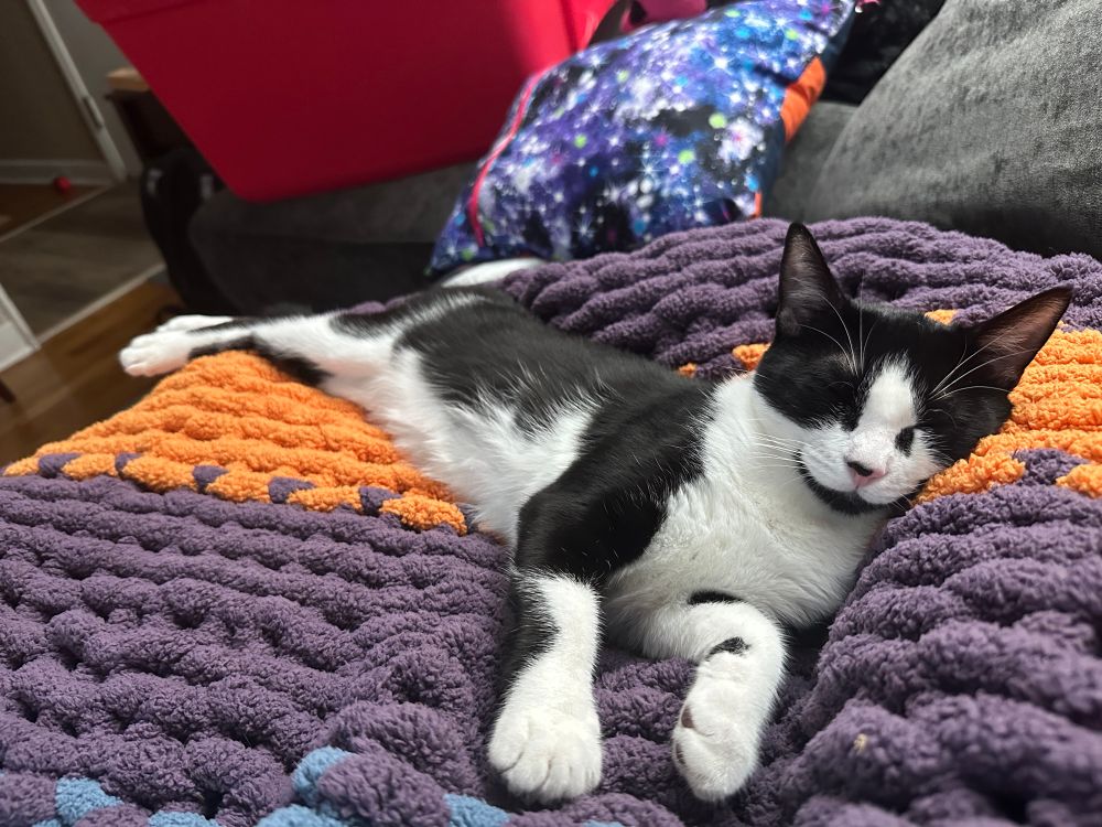 A tuxedo kitten naps on a purple and orange chunky crochet blanket 