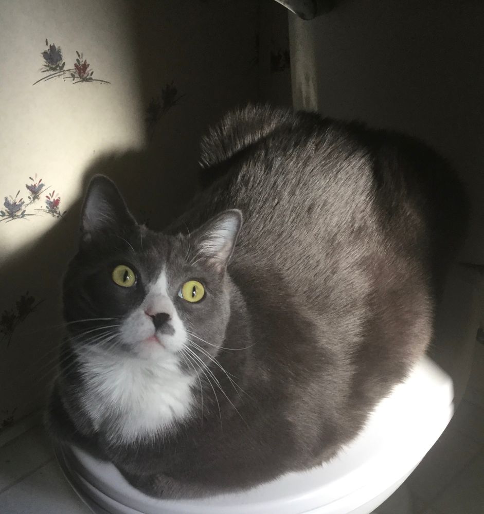 ❤️ Dex hanging out on his throne! Do you need to go Mom? Too bad! #Dexter #CatsOfBluesky 🐈🐾🚽💕
