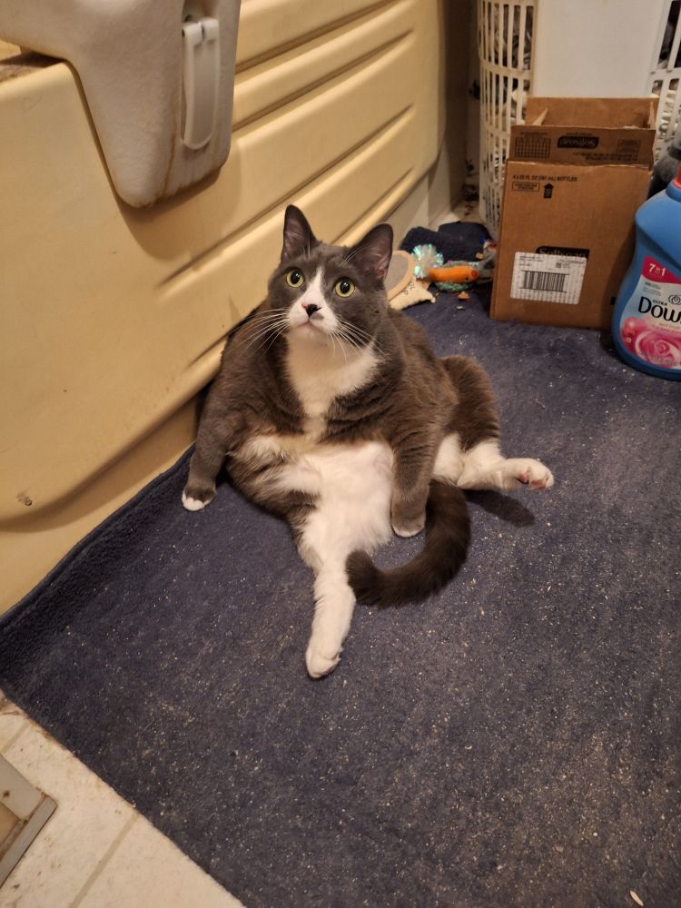 🩶😺🤍 My gray and white Domestic Shorthair cat #Dexter hanging out in his favorite room! #Caturday #CatsOfBluesky 🦋😻🦋