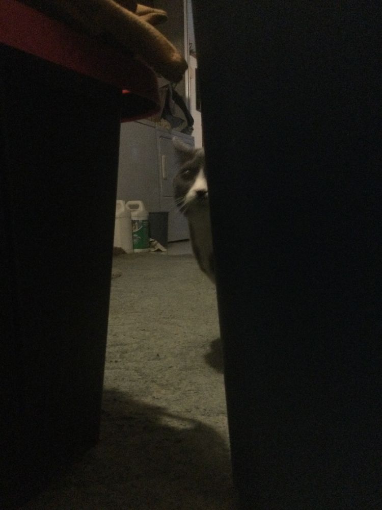 🙀 Dex not too sure about the new bucket fort. It will be over soon Dex. Soon! ❤️🐈🐾💕