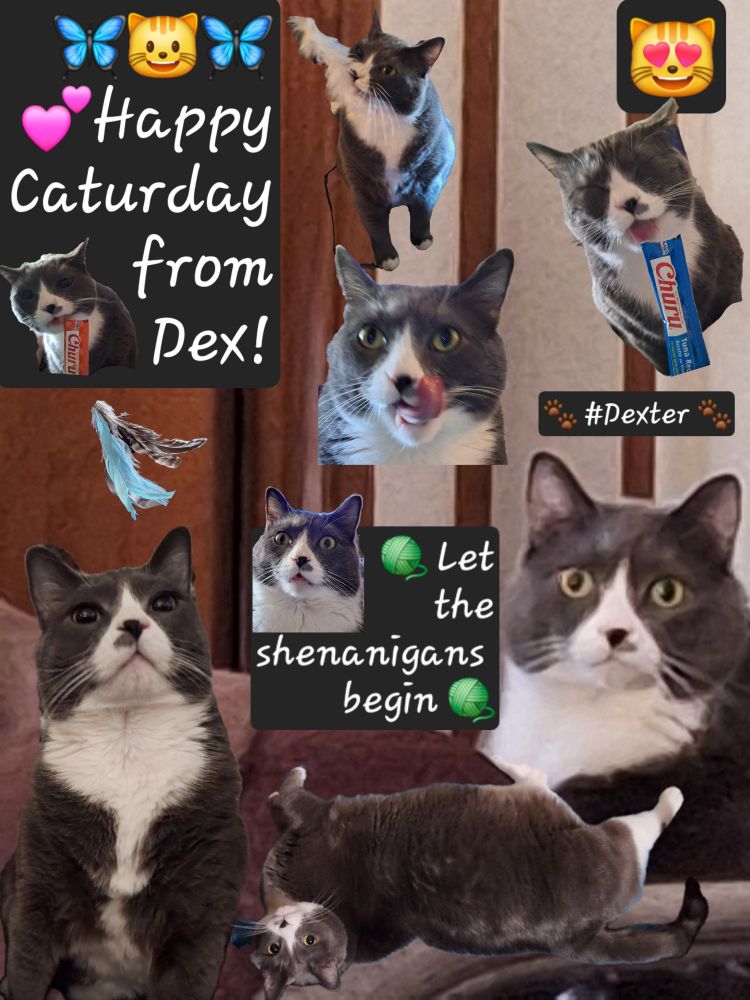 🩶😺🤍 A collage of my gray and white tuxie cat #Dexter. Lil stinker hashing out his shenanigans for #Caturday. There will be churu & temptations! 😺
#CatsOfBluesky 😻 🧶🧺🐈🐾💕