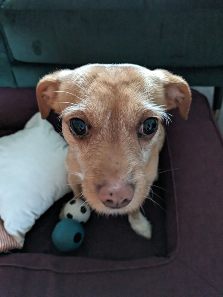 Ein Hund mit weiß-braunem Fell