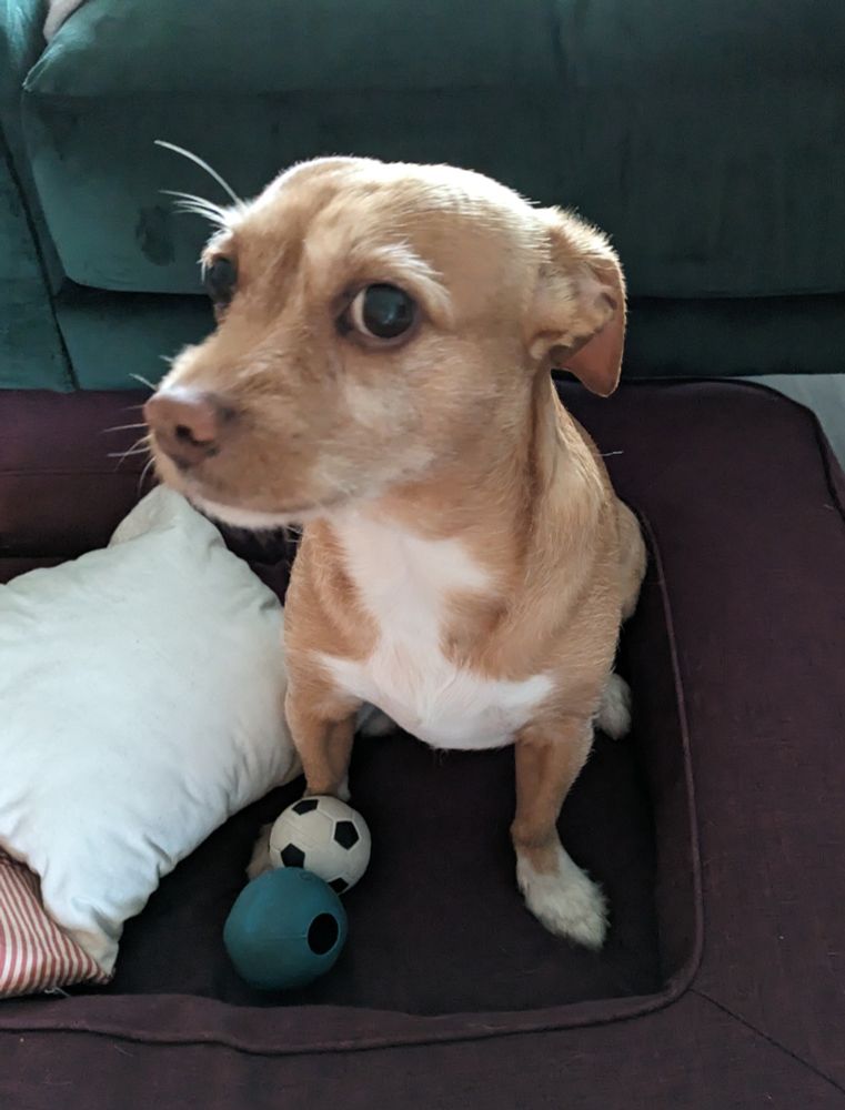 Ein Hund mit weiß-braunem Fell