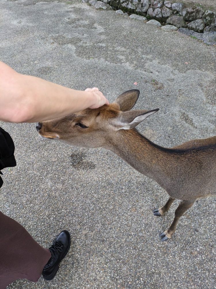 Natalja streichelt ein Reh.