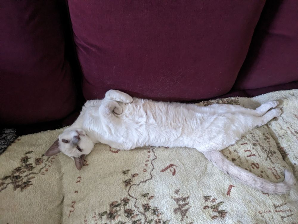 Auf dem Rücken liegender weißer Kater